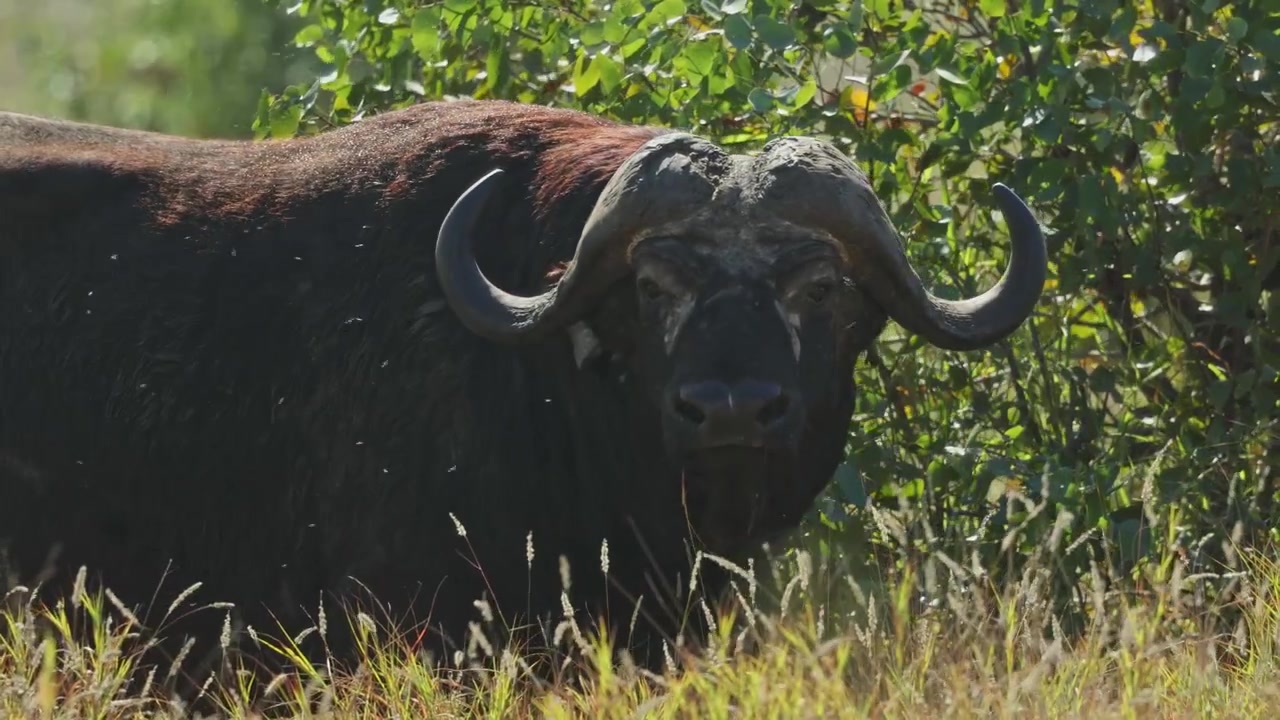 Un bufalo cafro in piedi che guarda direttamente nella fotocamera, Parco Nazionale Kruger, Sudafrica