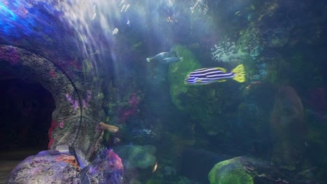 Virginia-Beach-Aquarium's-tunnel-entryway-with-sting-rays-and-a-variety-of-fish