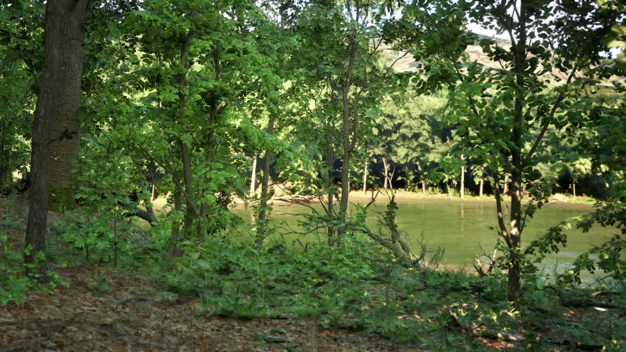 спокойная лесная сцена с озером