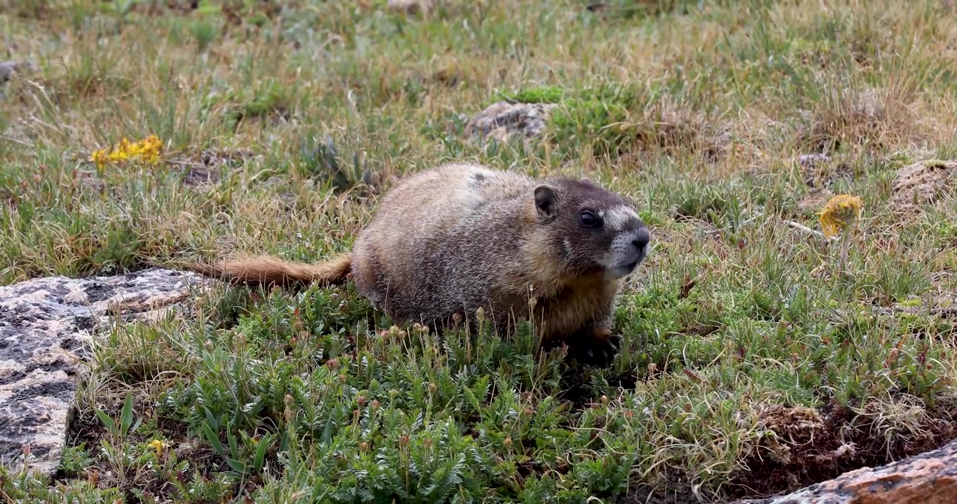 Video av et gulbukket murmeldyr (Marmota flaviventer) som spiser gress.