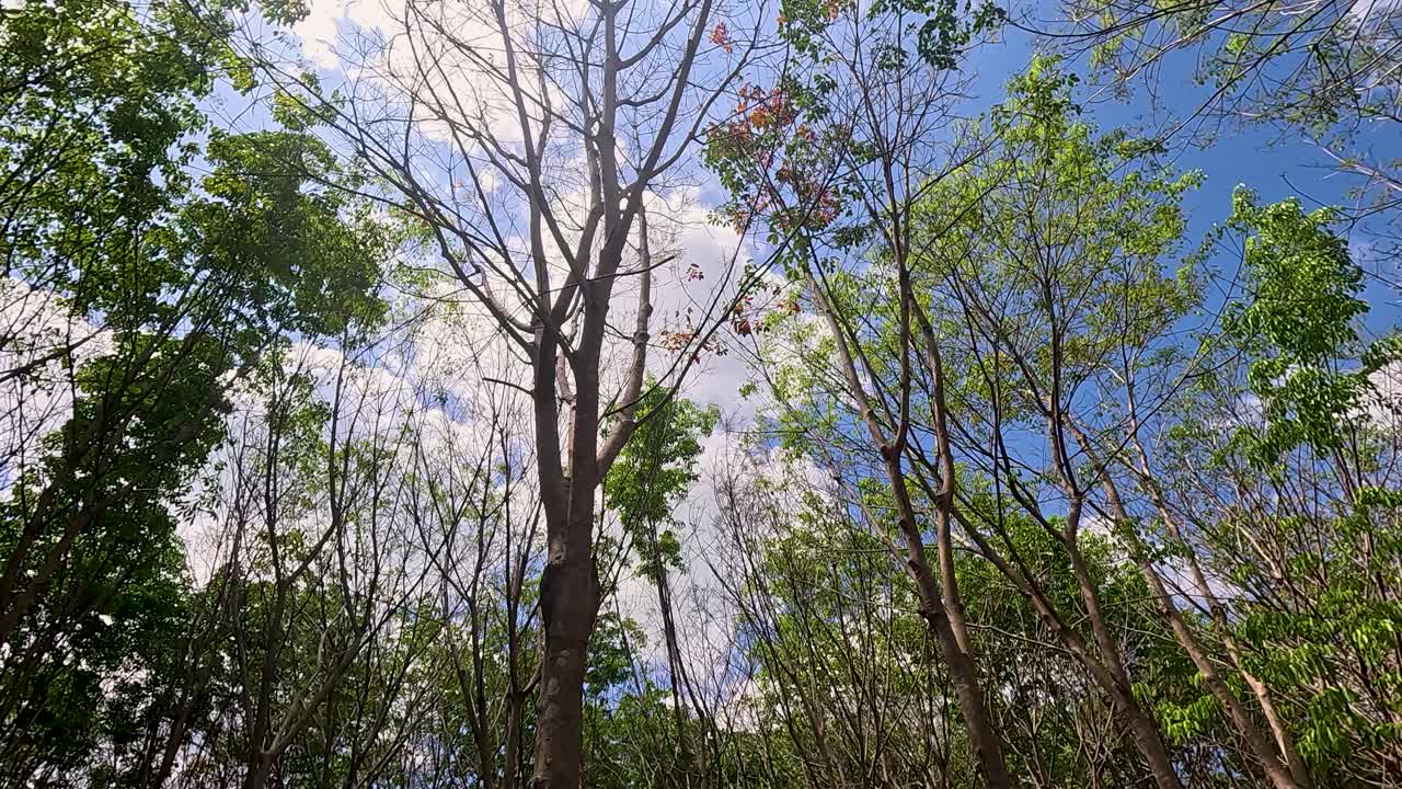 A serene view of a rubber tree plantation in Phuket, Thailand, under bright daylight with lush greenery and scattered leaves