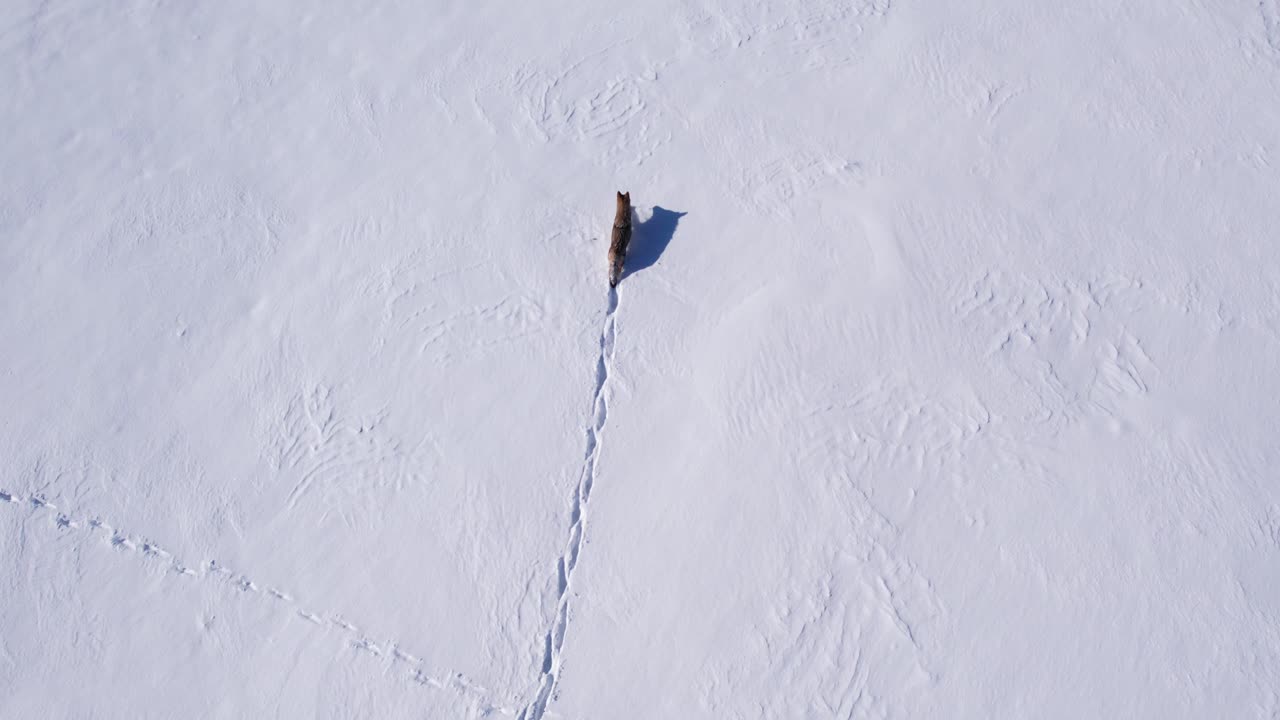 coyote corriendo a través de la nieve en polvo profunda y los campos para sobrevivir al frío invierno