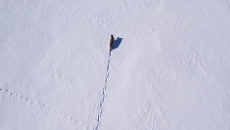 kojote, der durch tiefen pulverschnee und felder läuft, um den kalten winter zu überleben