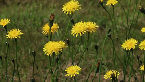 Hawkweed-flowers.-June.-England.-UK