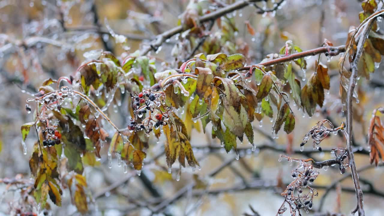 Leaves and branches of the tree froze during the first morning frost in late autumn.