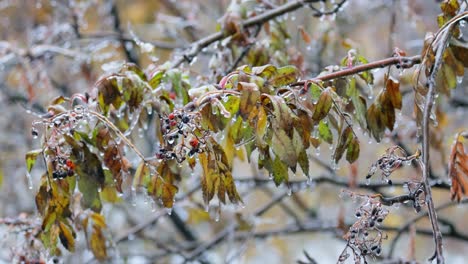 Blätter-Und-Äste-Des-Baumes-Erfroren-Beim-Ersten-Morgenfrost-Im-Spätherbst.