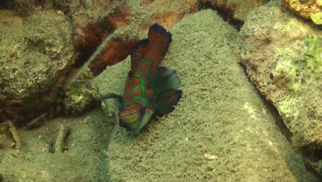 mandarin fish swimming over sandy reef in palau island