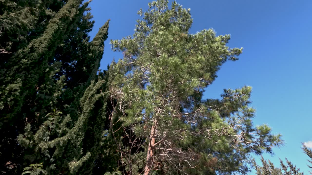 Alberi alti mostrano le loro foglie e i rami mentre il cielo blu si estende sopra di loro. La luce del sole scende dolcemente mentre il vento ondeggia tra i rami