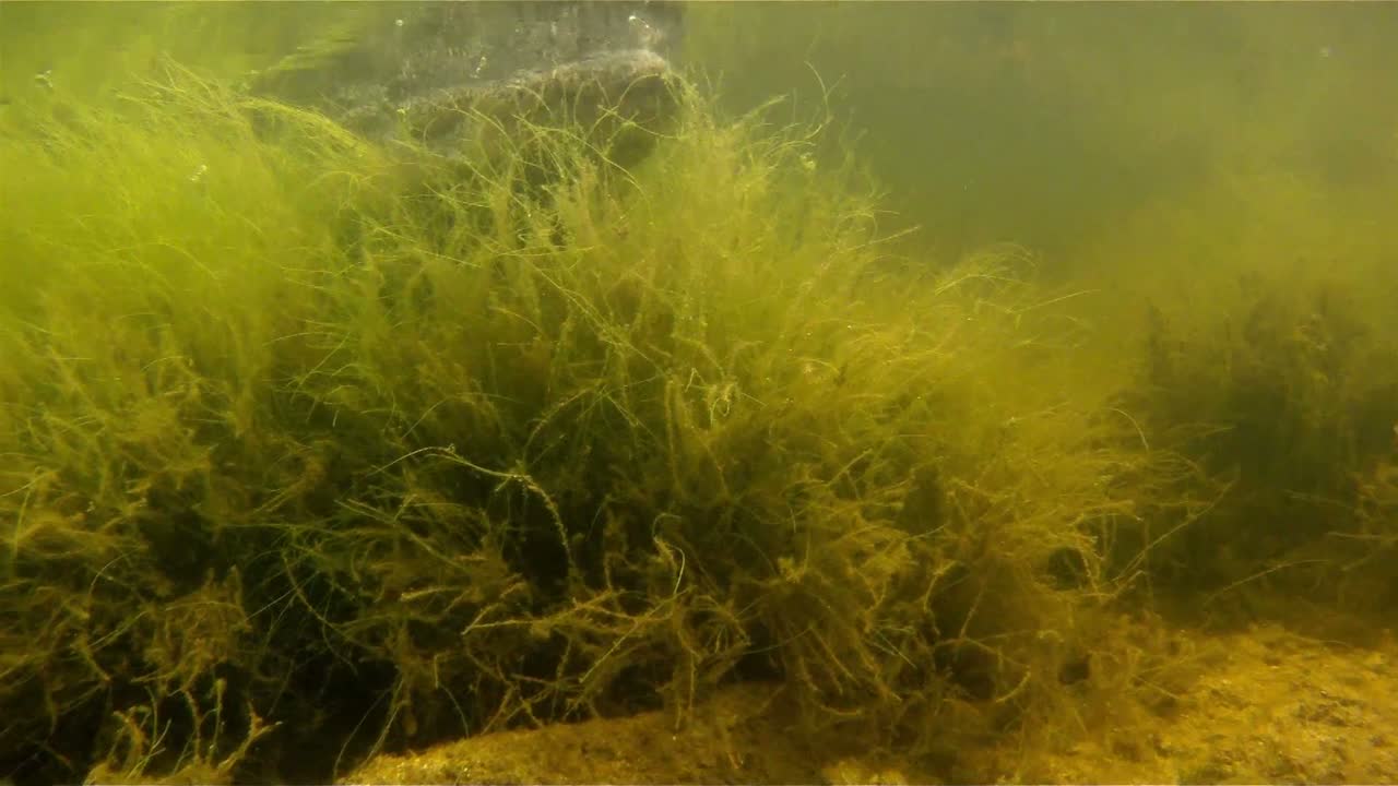 수중에서 수영하는 악어의 놀라운 장면