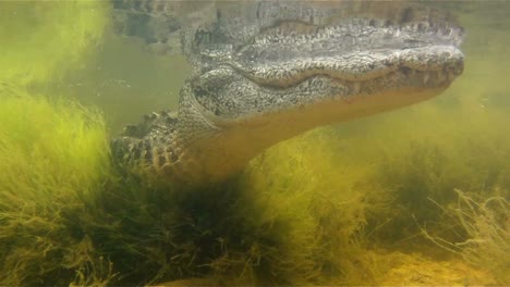 una toma increíble de un caimán nadando bajo el agua