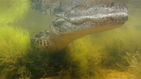 an amazing shot of an alligator swimming underwater