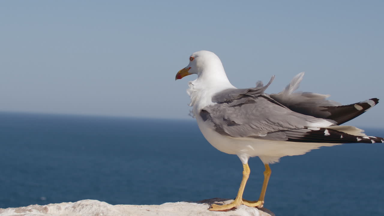 Seagull perching on the rock in strong wind
