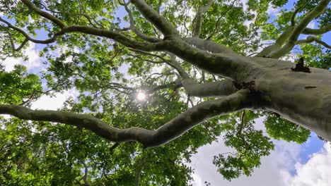 eucalyptus tree branches and leaves with sunlight filtering through, captured from below in a serene natural setting