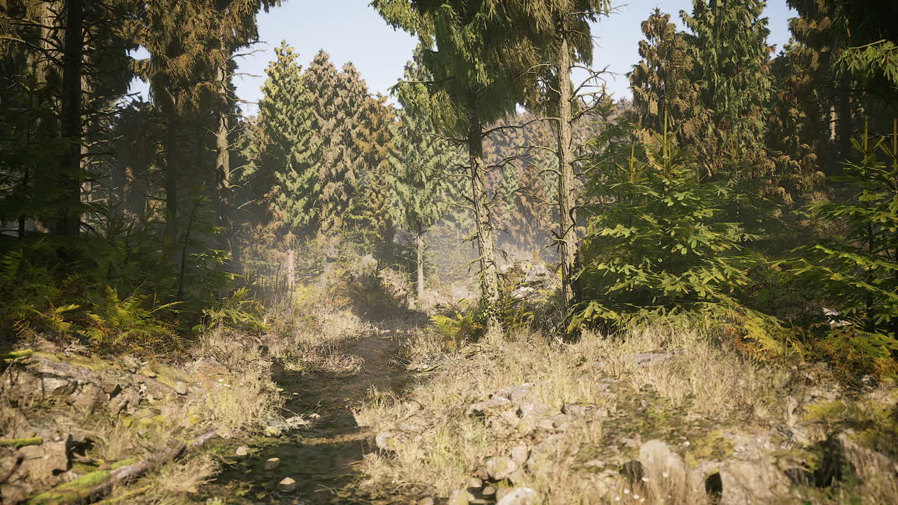 Lush forest path in norway with vibrant greenery under sunlight