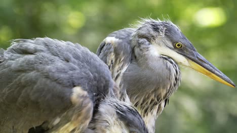 garzas pequeñas en su nido