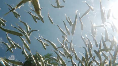 Fish-swimming-in-very-clear-and-transparent-shallow-water