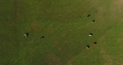 vista aérea de vacas pastando en la granja 2