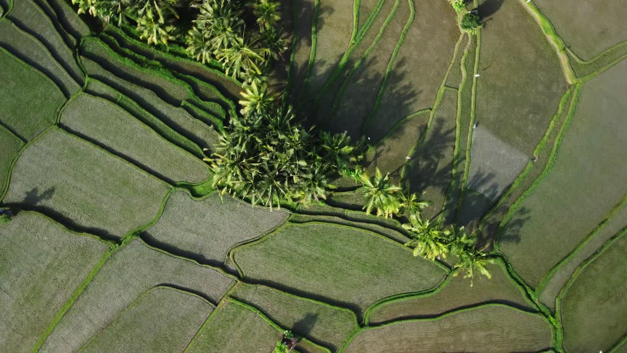 Ripresa aerea rotante a volo d'uccello delle risaie di Ubud, Bali.