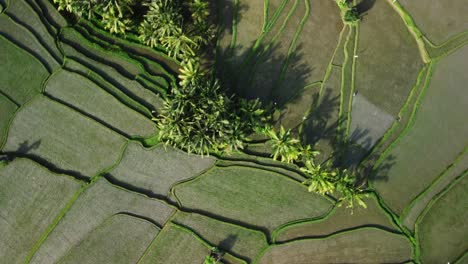 ubud bali rice fields spinning birds eye view shot aerial