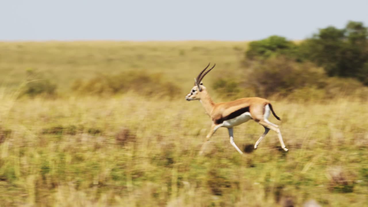 fotografía en cámara lenta de una gacela en el desierto, la sabana corriendo y saltando a través de la sabana, la vida silvestre africana en la reserva nacional de masai mara, kenia, áfrica, animales de safari en masai mara