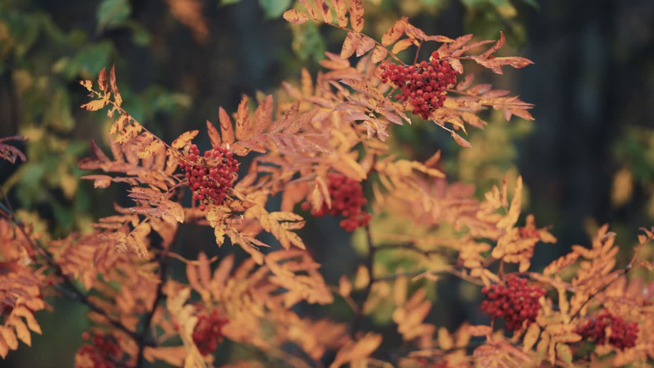 крупный план изящной ветки рябины