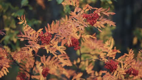 A close-up of the delicate branch of the rowan tree