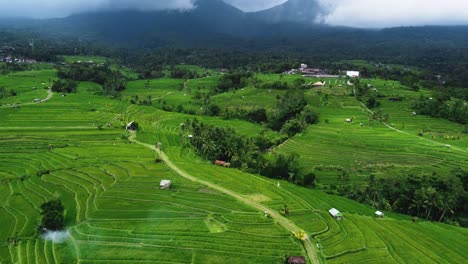 aerial video in an amazing landscape rice field on jatiluwih rice terraces, bali, indonesia, with a drone, above rice terraces in a beautiful day rice field