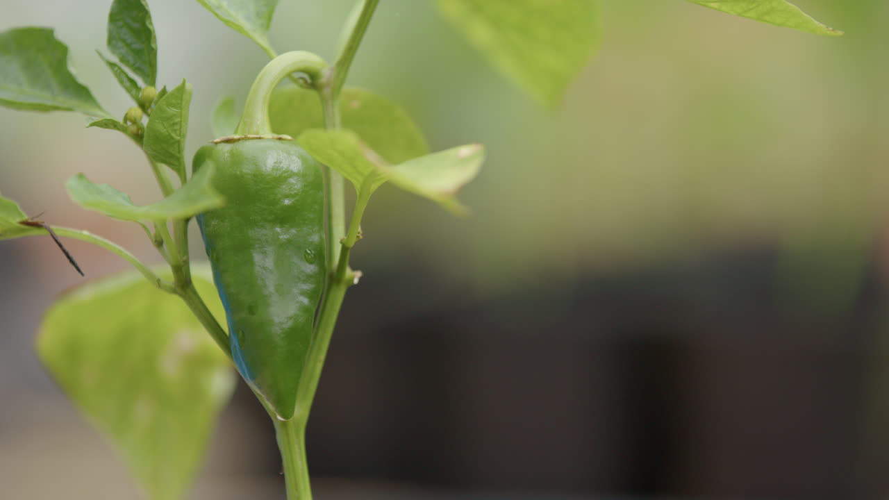 자급 자족 - 성장하는 고추의 근접 촬영