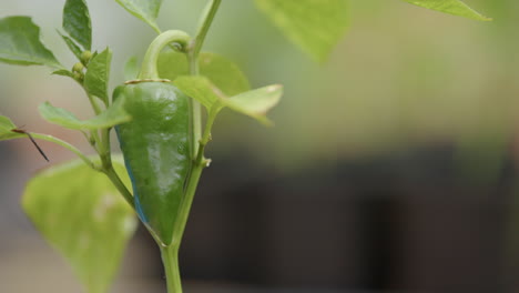 Selbstversorgung---Nahaufnahme-Einer-Wachsenden-Paprika