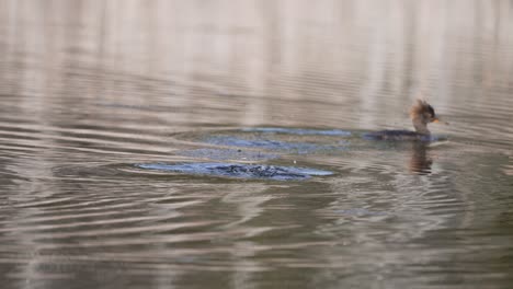 Pair-Of-Hooded-Merganser-Swimming-On-Lake,-Drake-Hooded-Merganser-Diving-On-Water