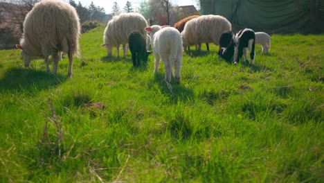 Flock-Of-Sheep-On-Green-Grassland---Close-Up