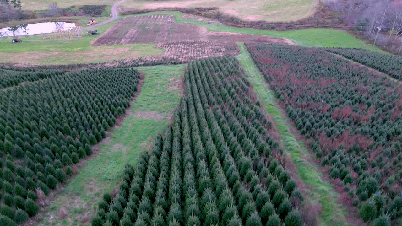 노스캐롤라이나 NC 애쉬 카운티에 있는 크리스마스 트리 농장에서 항공 촬영