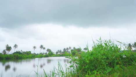 a large fish farming lake in the middle of a coconut plantation , the path is covered with grass and coconut trees,the sky is about to rain, shot pans from left to right