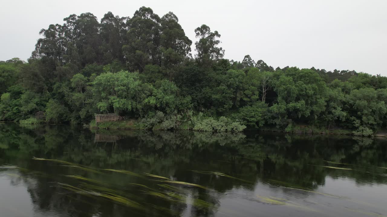 그렌 나무가 있는 강변 숲. 자연 경관