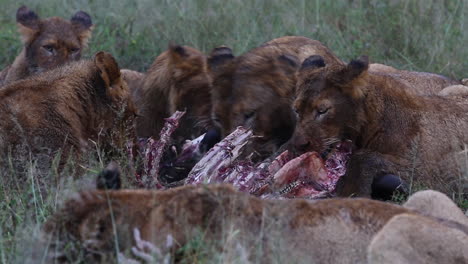 a pride of lions feed on the carcass of a large kill in the african wilderness