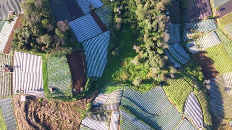 overhead drone shot of vegetable plantation on tropical country - indonesia