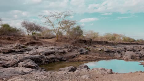 puddles-and-vegetation-in-the-savannah-are-slowly-but-surely-drying-out-due-to-climate-change-and-the-heat