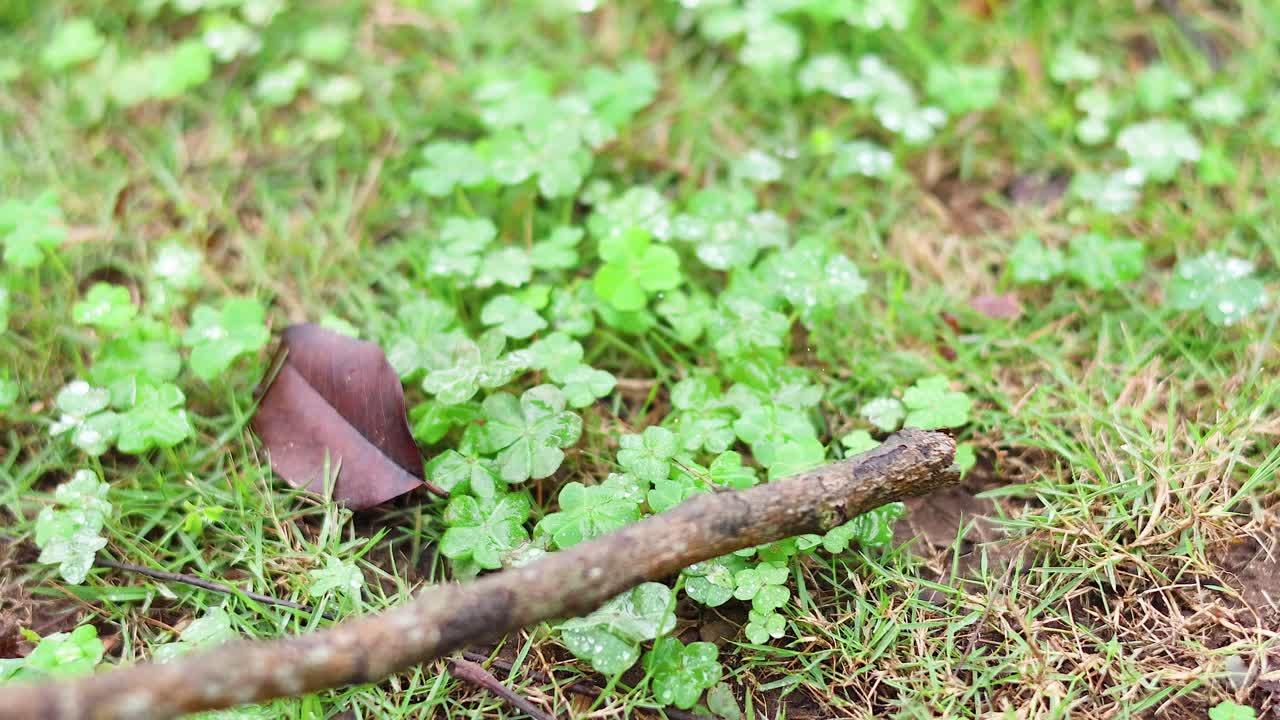 막대기가 쓰러진 잎을 가로질러 움직입니다.