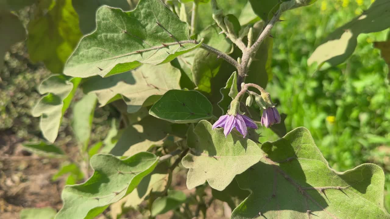 Purple flower blooming on the eggplant genus plant (Solanum melongena) with thorns on the leaf surface.