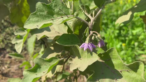 purple flower blooming on the eggplant genus plant (solanum melongena) with thorns on the leaf surface.