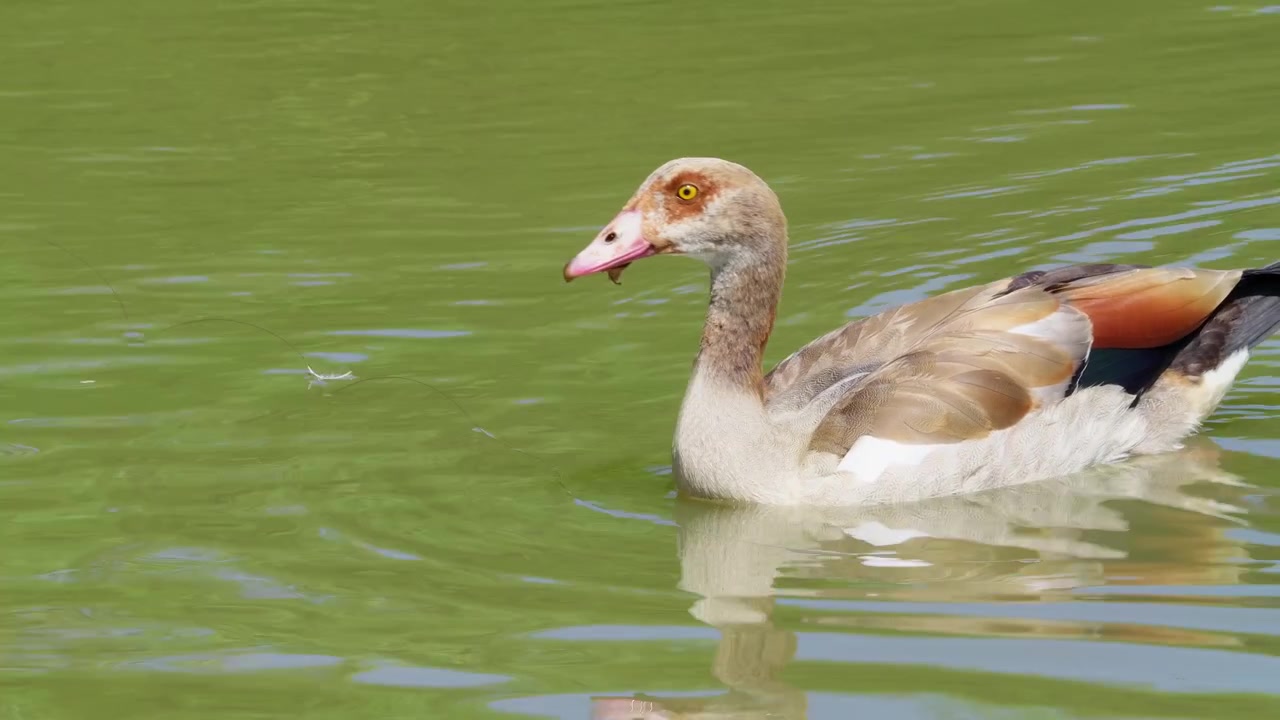 Un'oca egiziana nuota tranquillamente in acqua verde. Il suo becco rosa e gli occhi marroni risaltano. Le piume mostrano tonalità delicate di bianco, marrone e arancione. Si muove dolcemente, creando piccole increspature.