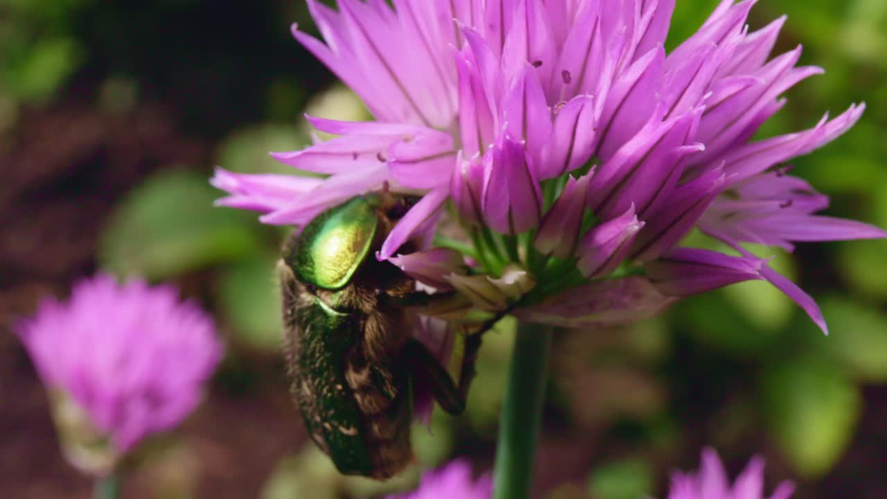 Beetle on a Purple Flower