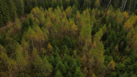 vista al bosque con carretera