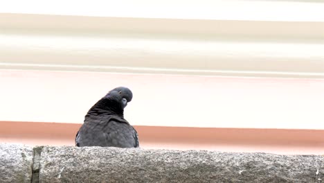 el pájaro golondrina en la parte superior del edificio 4k fs700 odyssey 7q