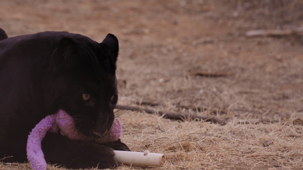 leopardo negro masticando un juguete en cautiverio - tiro medio