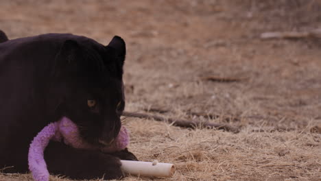 black leopard chewing on play toy in captivity - medium shot