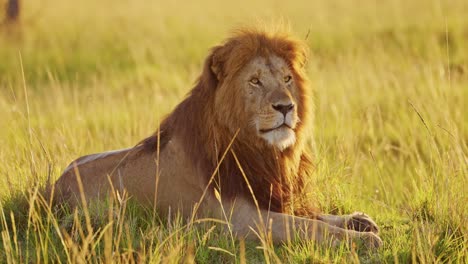 Männlicher-Löwe,-Afrikanisches-Wildtier-Im-Masai-Mara-Nationalreservat-In-Kenia,-Afrika-Safari-Im-Nordschutzgebiet-Der-Masai-Mara,-Wunderschönes-Beeindruckendes-Majestätisches-Porträt-Im-Dramatischen-Sonnenlicht-Des-Sonnenaufgangs