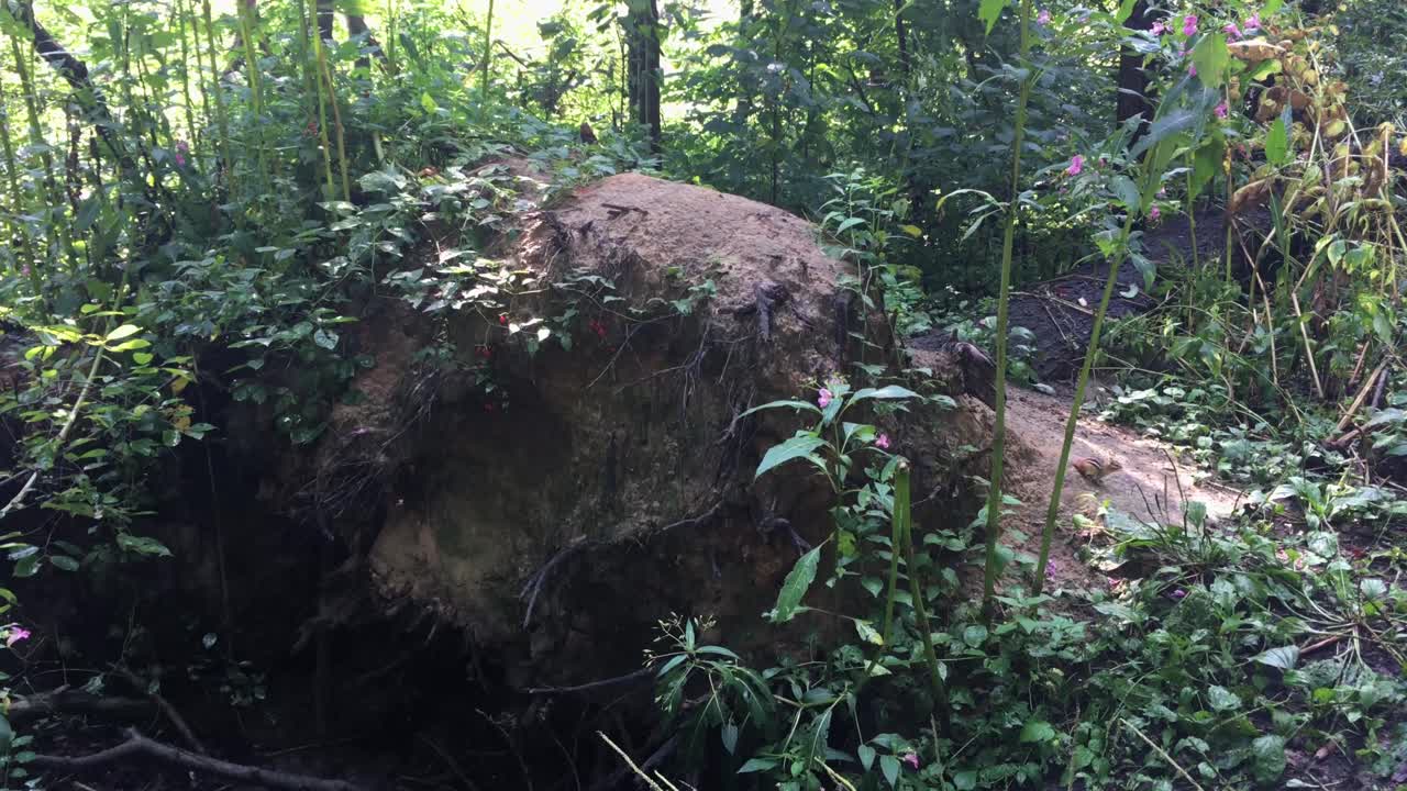 ardilla junto a un árbol desarraigado