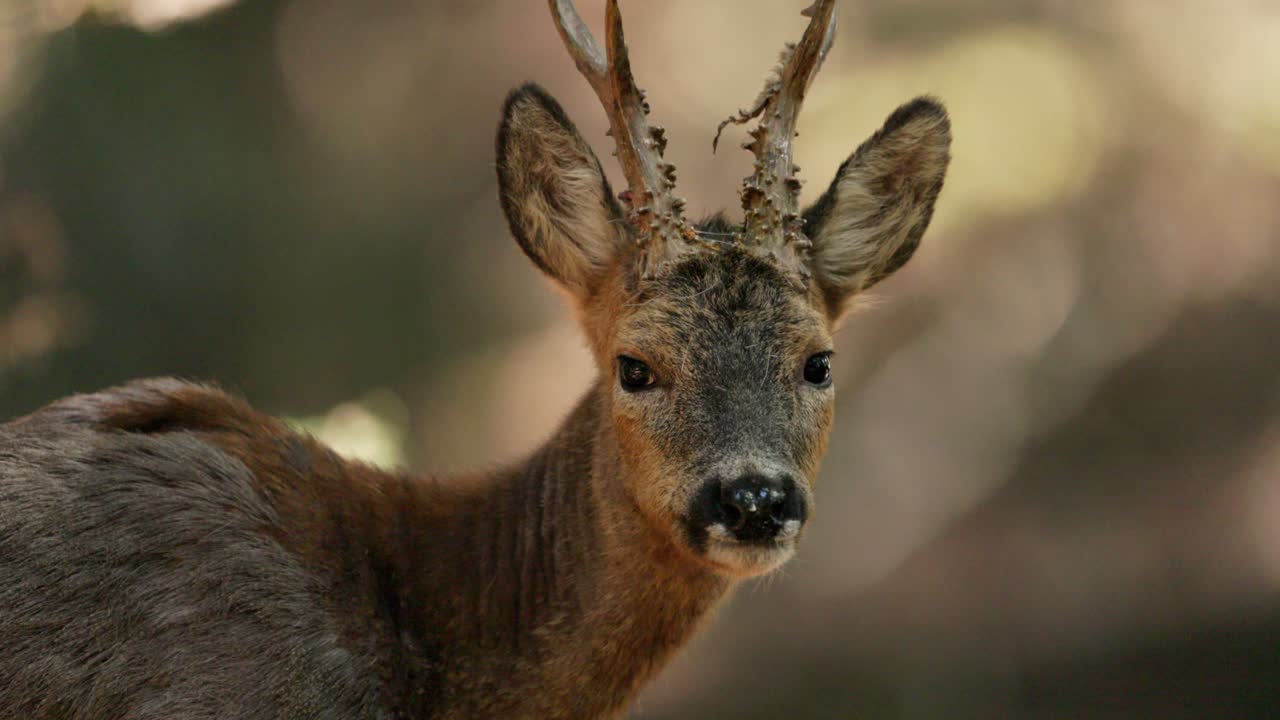 Closeup profile view of relaxed Western Roe Deer chewing, looking at camera