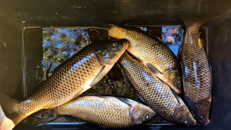 caught carps placed in a fish bin - close up